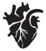 heart fondo blanco